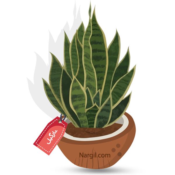 Nargil_Sansevieria Moonshine
